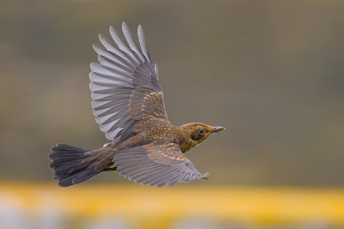 Eurasian Blackbird - ML620332515