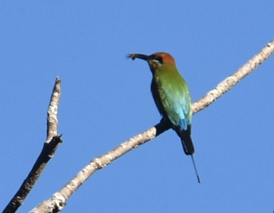 Rainbow Bee-eater - ML620332518