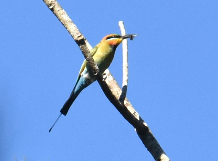 Rainbow Bee-eater - ML620332519