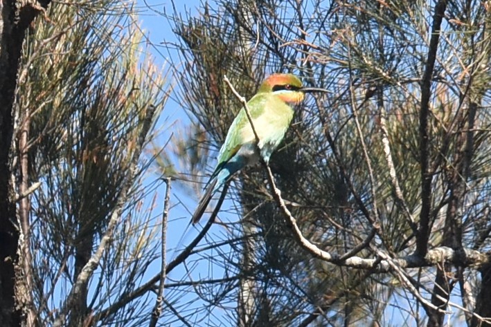 Rainbow Bee-eater - ML620332522