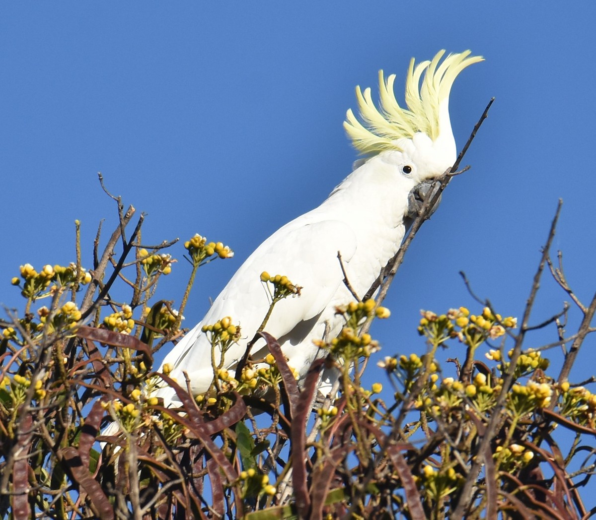 Sulphur-crested Cockatoo - ML620332533