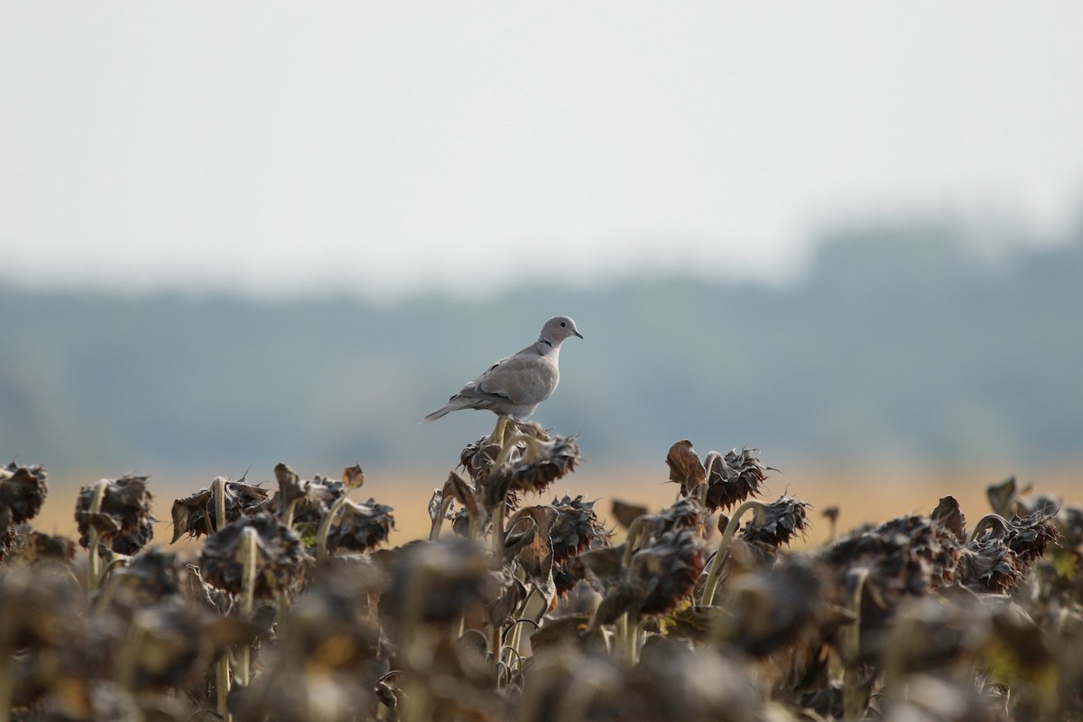 Eurasian Collared-Dove - ML620332535