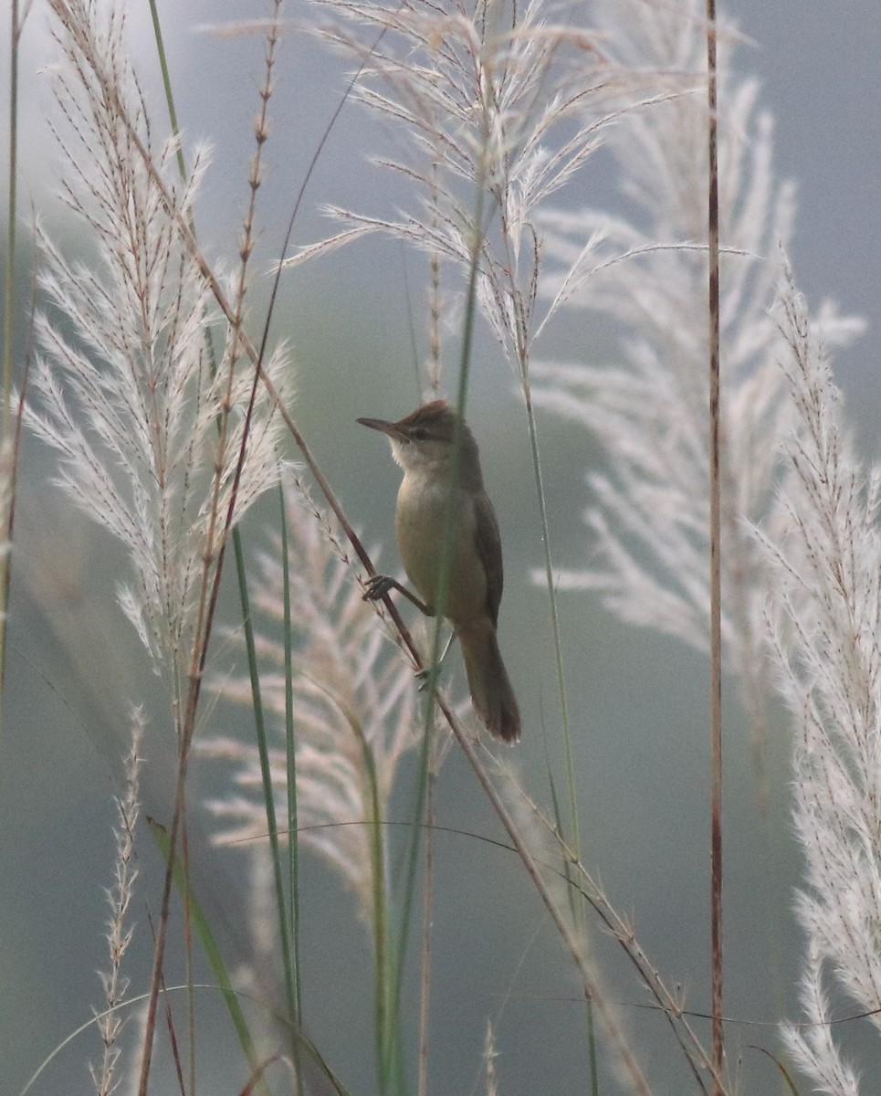 Clamorous Reed Warbler - ML620332544