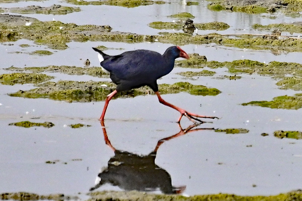 slípka modrá - ML620332552