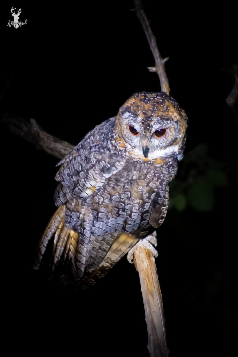 Mottled Wood-Owl - ML620332557