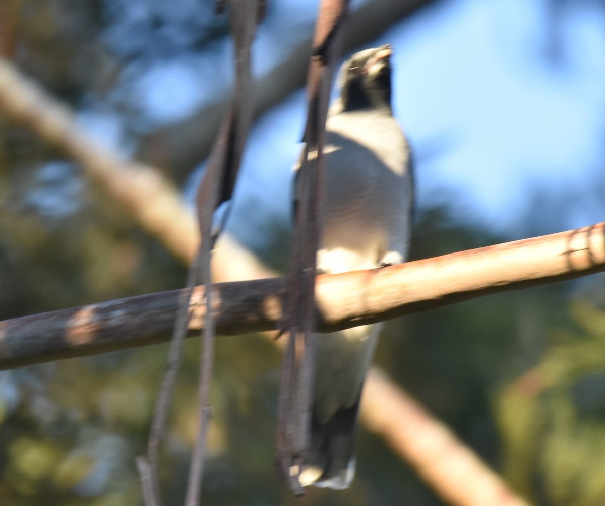 Black-faced Cuckooshrike - ML620332560