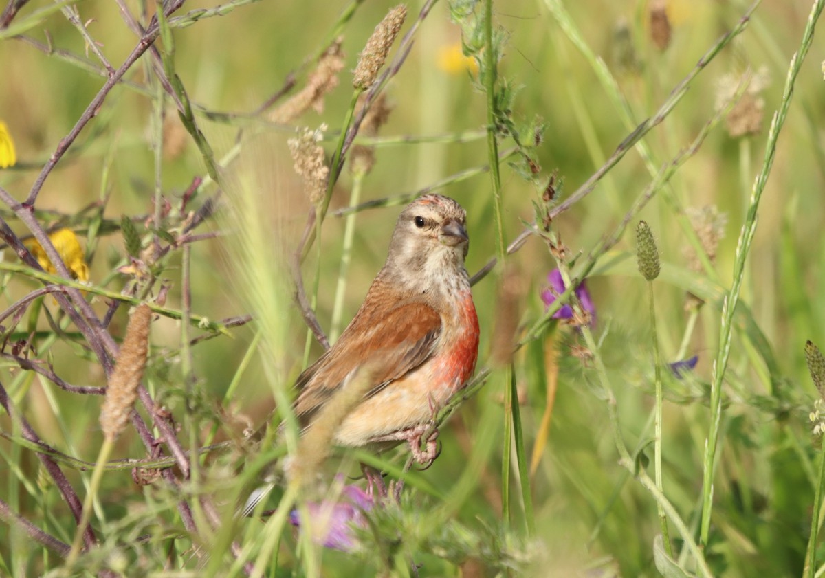 Eurasian Linnet - ML620332564