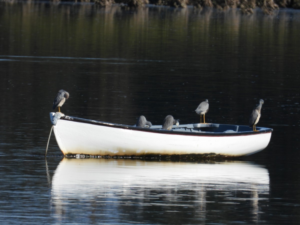 White-faced Heron - ML620332565