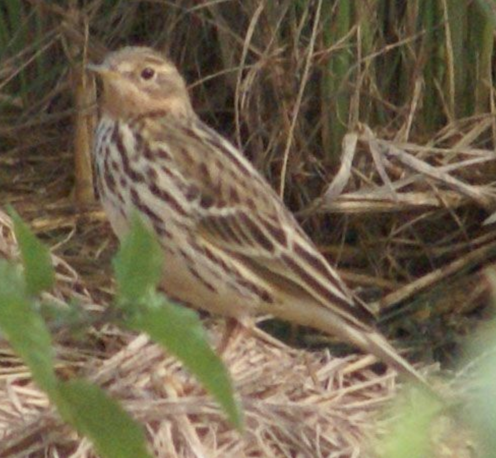 Red-throated Pipit - ML620332580