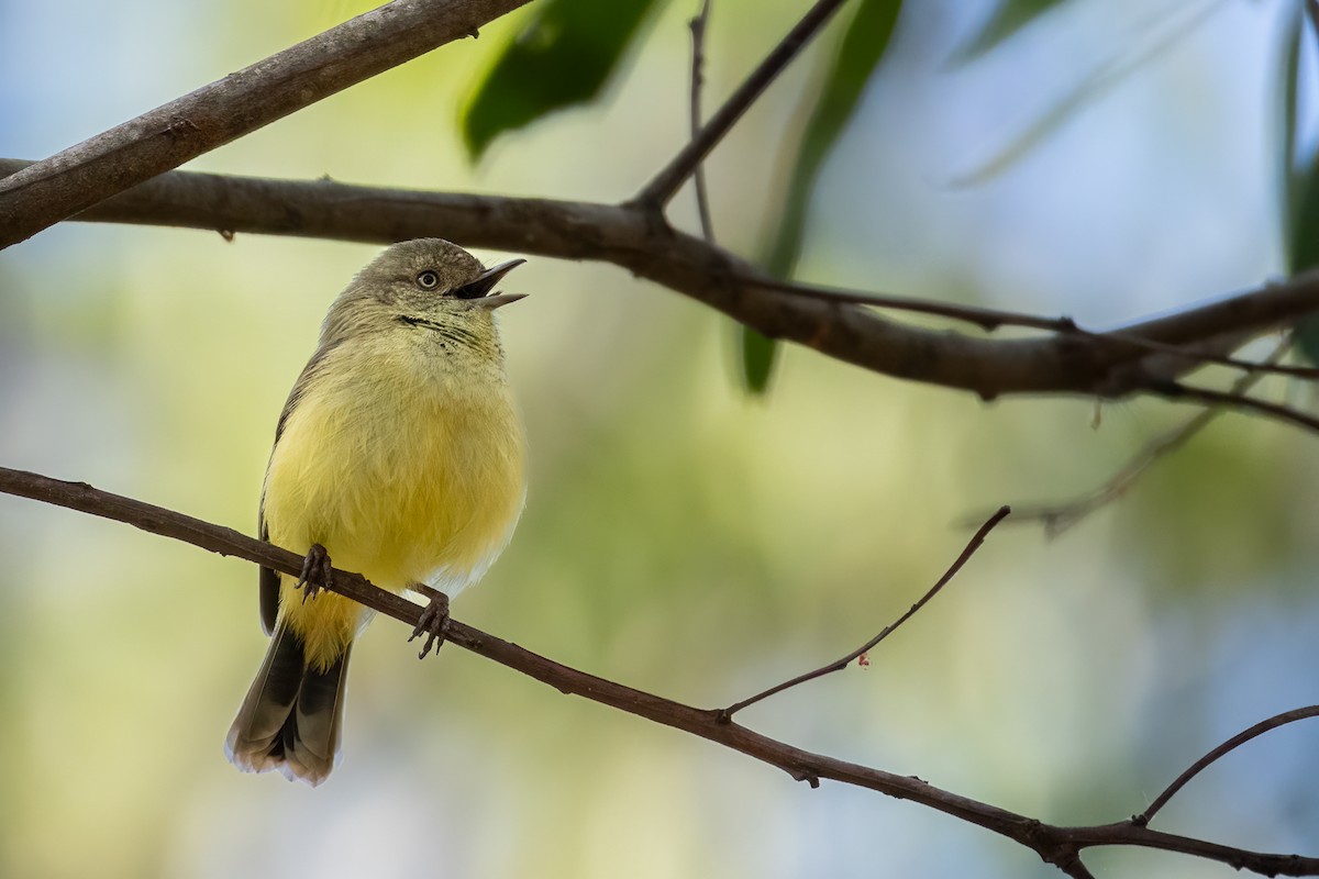 Buff-rumped Thornbill - ML620332586