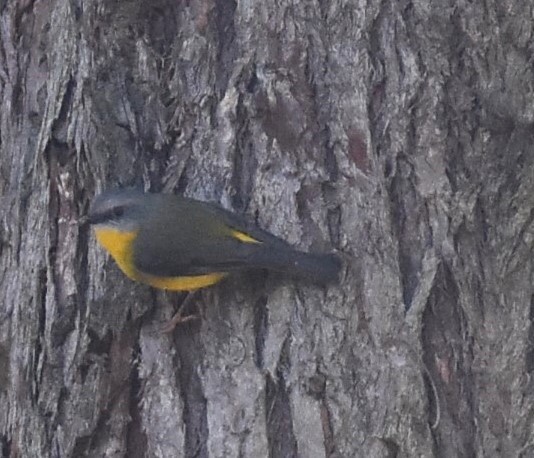 Eastern Yellow Robin - ML620332590