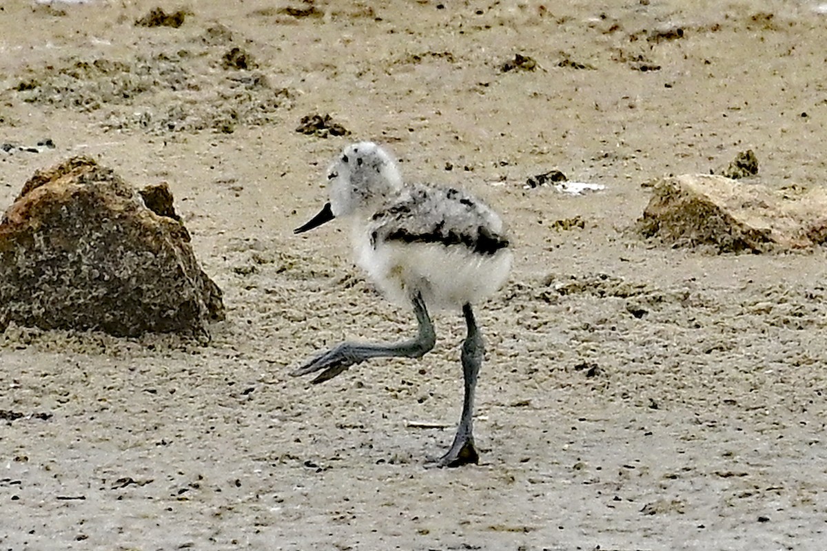 tenkozobec opačný - ML620332592