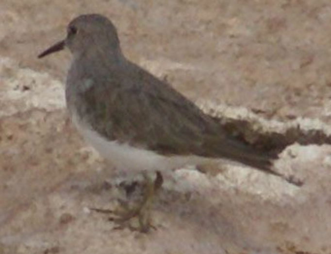 Temminck's Stint - ML620332607