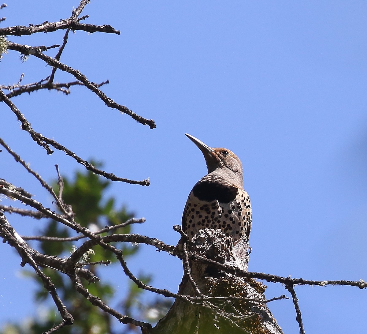 Northern Flicker (Red-shafted) - ML62033261
