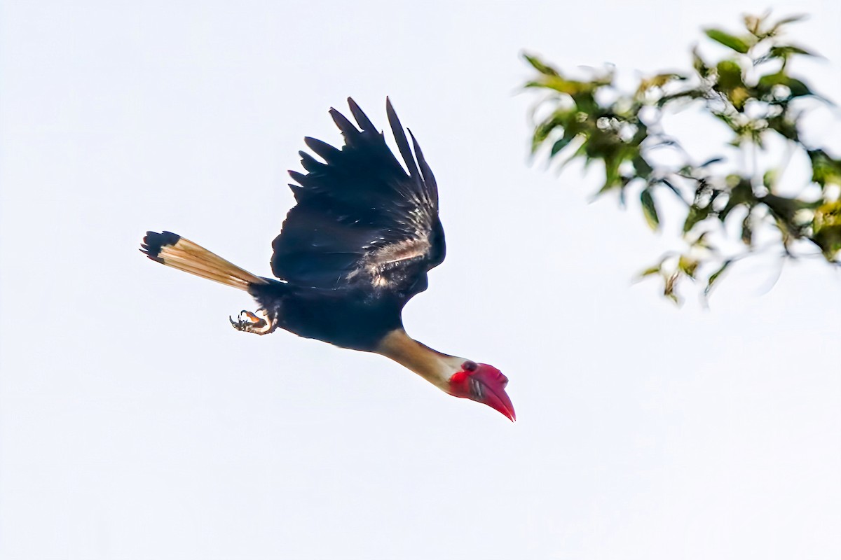 Mindanaohornvogel - ML620332611