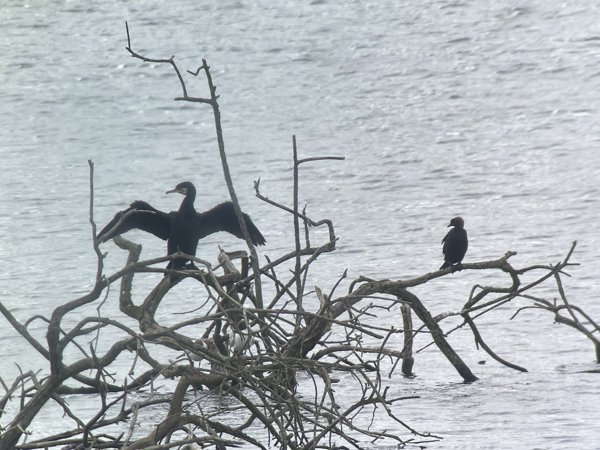 Pygmy Cormorant - ML620332612