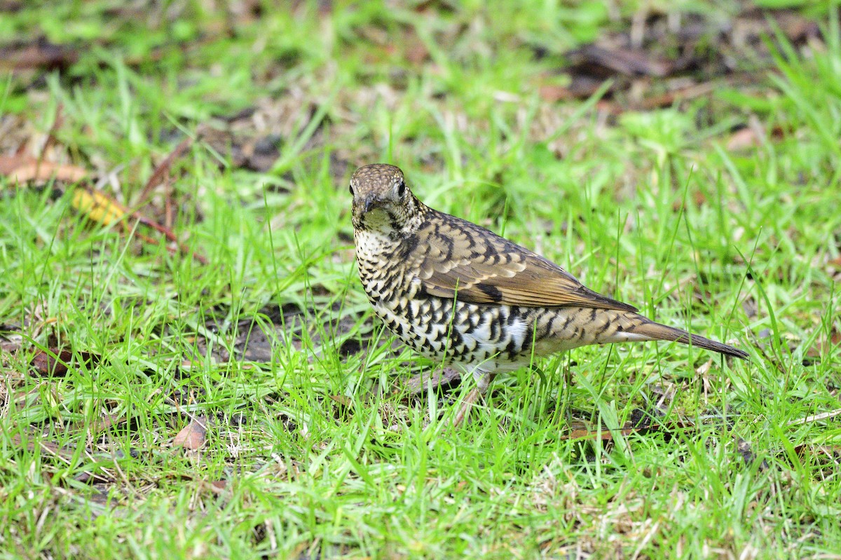 Bassian Thrush - ML620332627