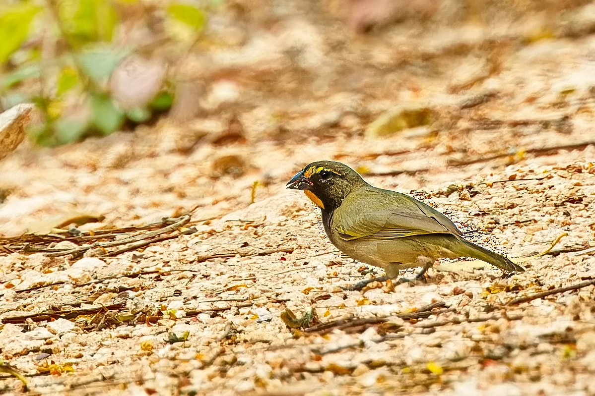 Yellow-faced Grassquit - ML620332645