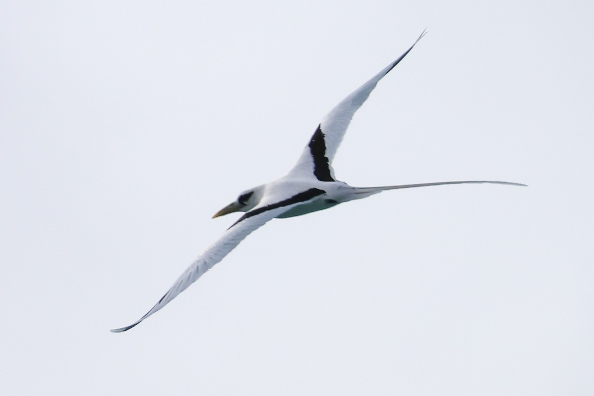 White-tailed Tropicbird - ML620332665
