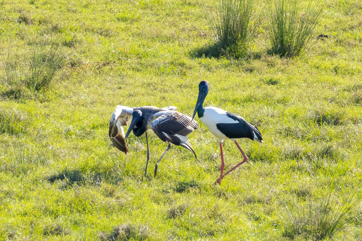 Black-necked Stork - ML620332668