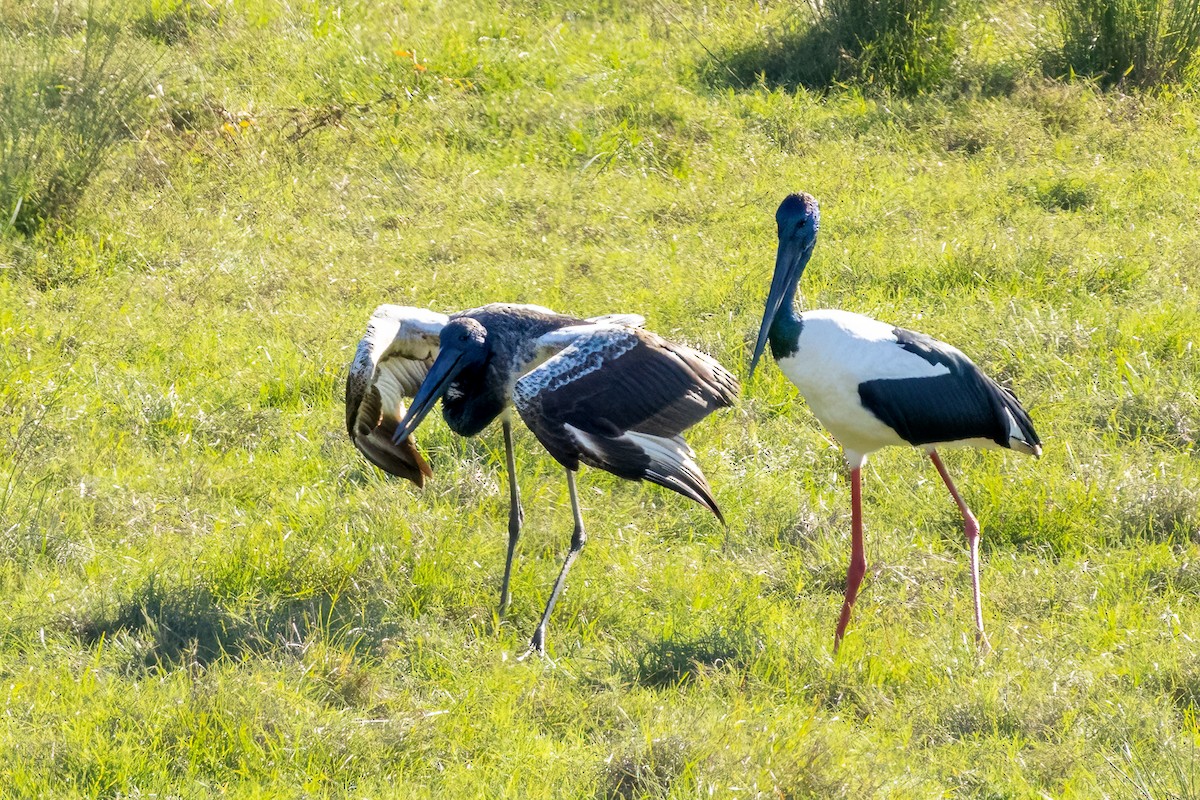 Black-necked Stork - ML620332669
