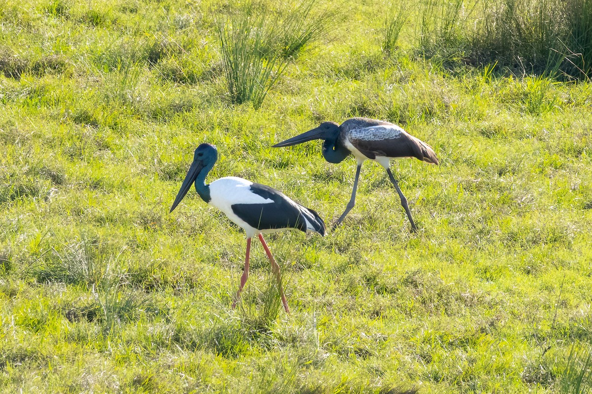 Black-necked Stork - ML620332670