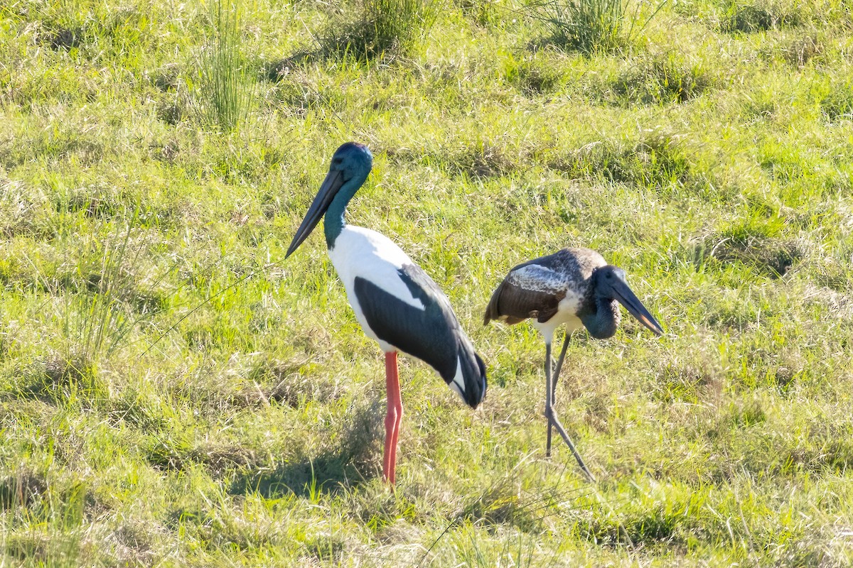 Black-necked Stork - ML620332672
