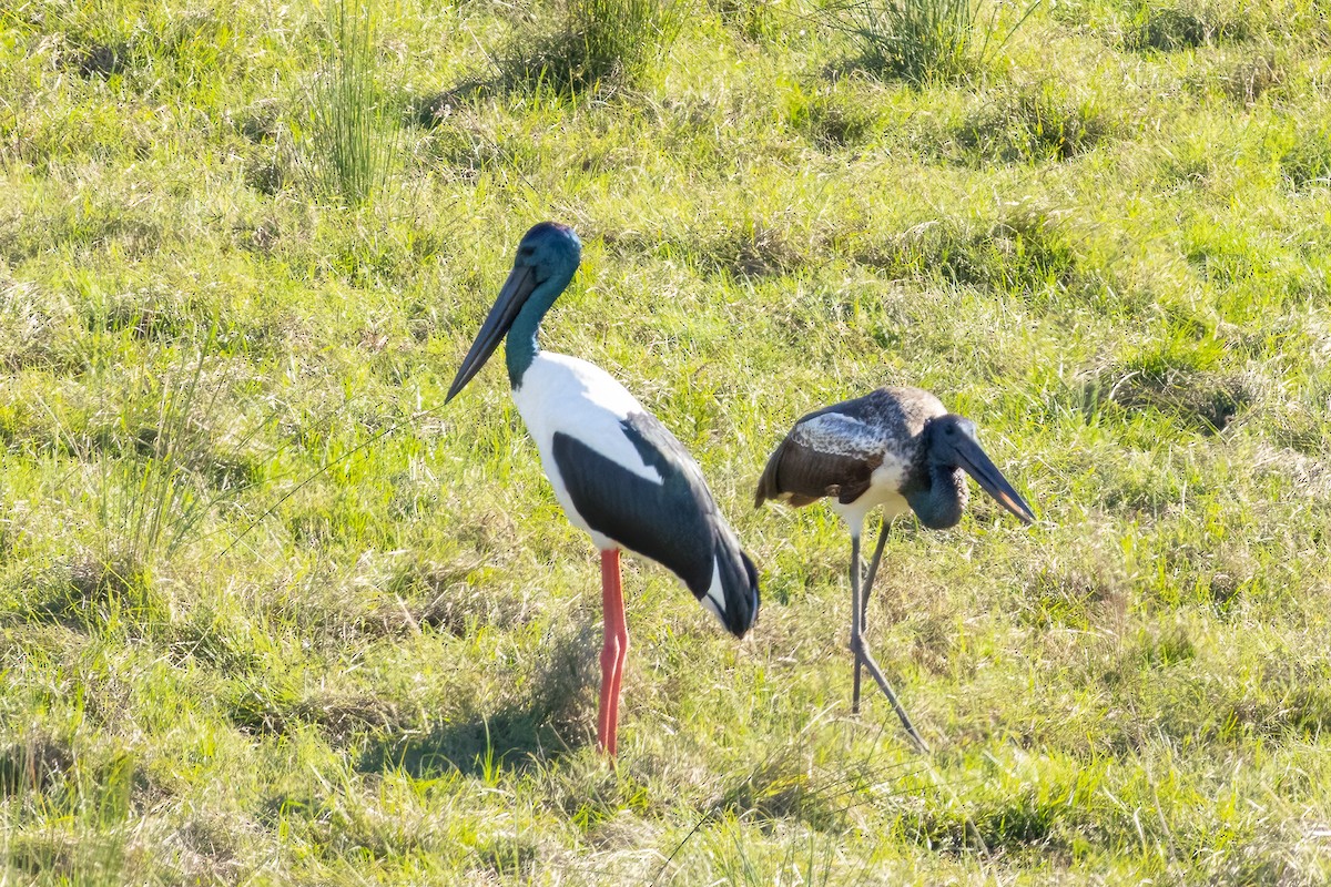 Jabiru d'Asie - ML620332672