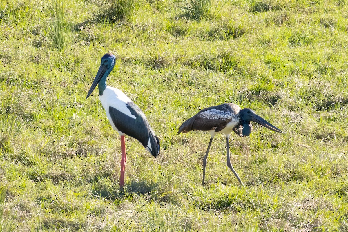 Black-necked Stork - ML620332673