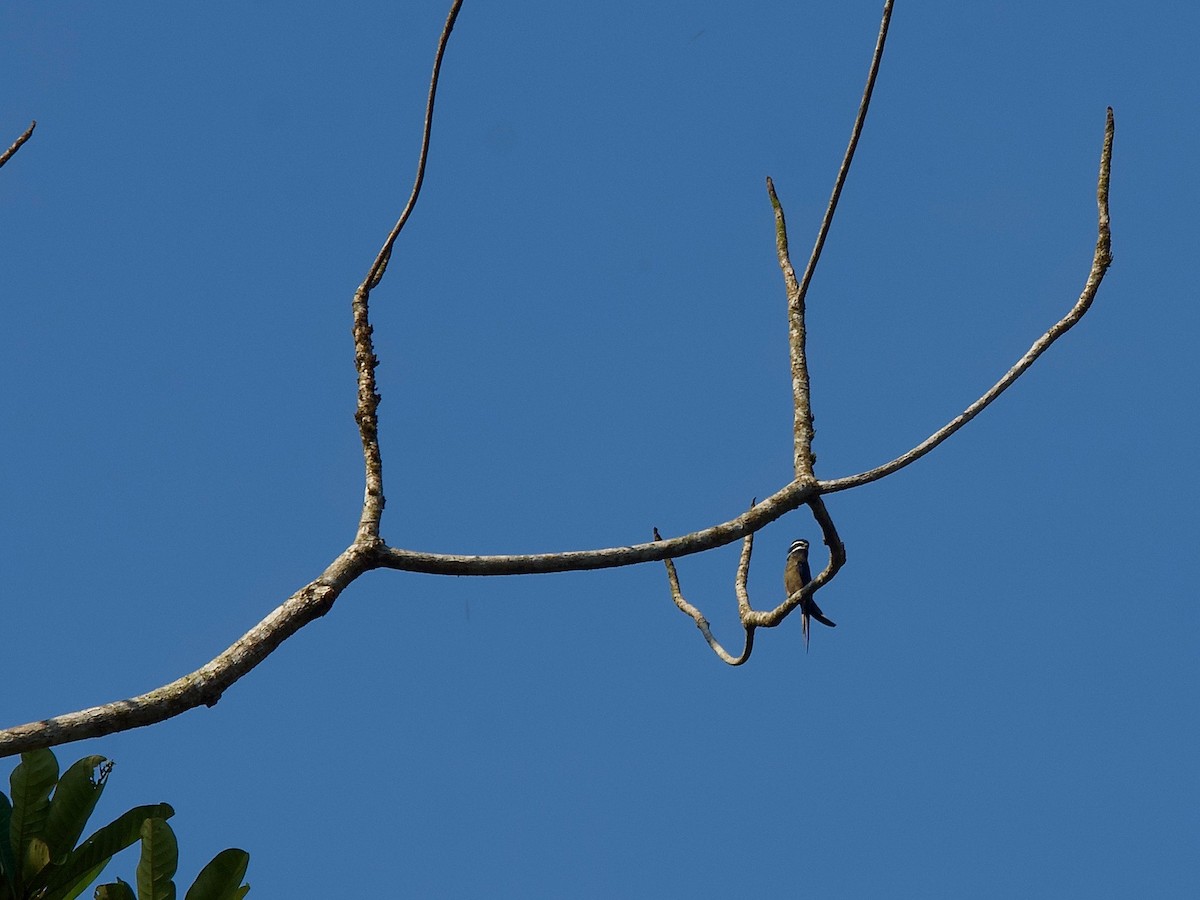 Whiskered Treeswift - ML620332680