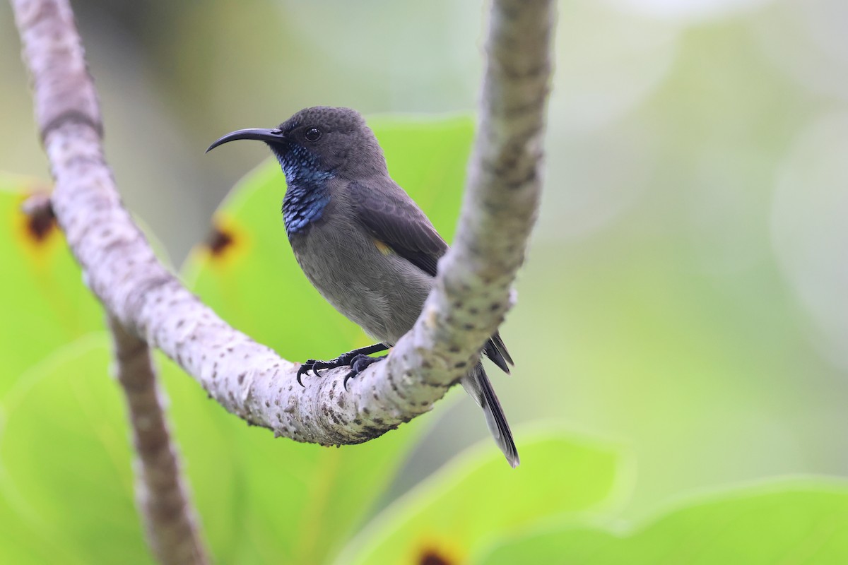 Seychelles Sunbird - ML620332682