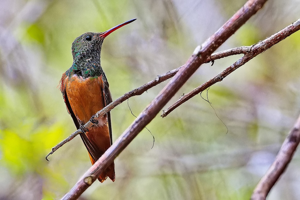 Buff-bellied Hummingbird (Yucatan) - Uday Wandkar