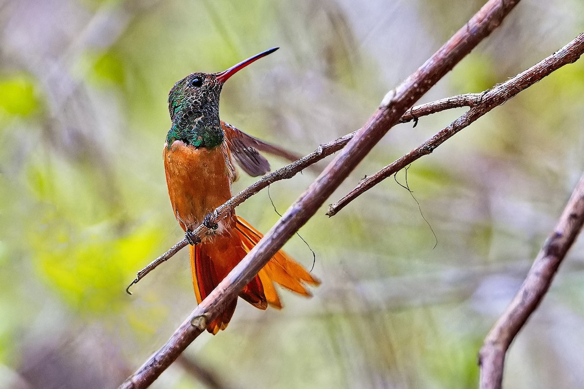 kolibřík yukatanský (ssp. yucatanensis) - ML620332698