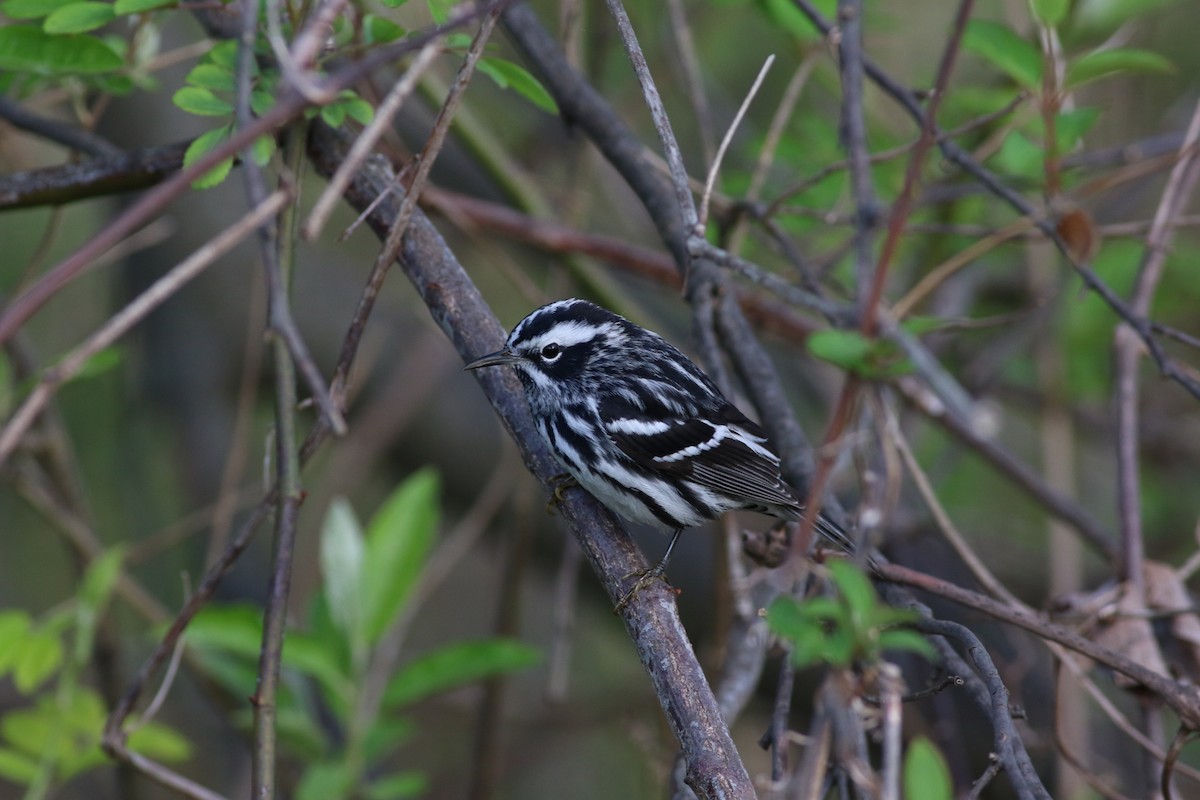 Black-and-white Warbler - ML620332705
