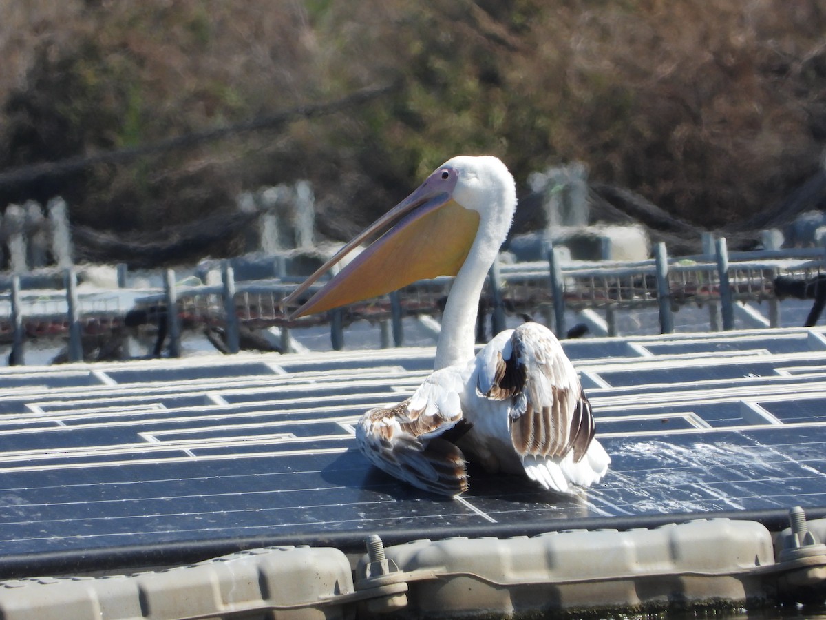 Great White Pelican - ML620332707