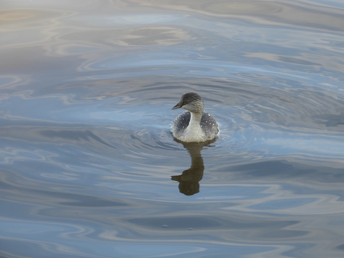 Hoary-headed Grebe - ML620332708