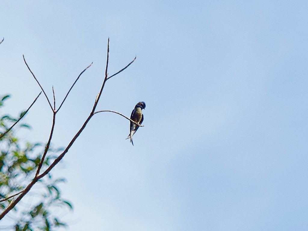 Whiskered Treeswift - ML620332711