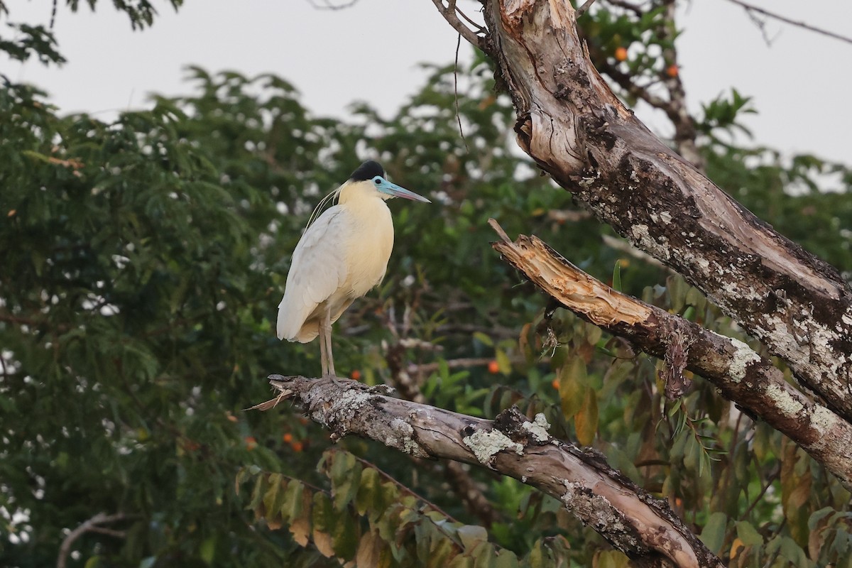 Capped Heron - ML620332724