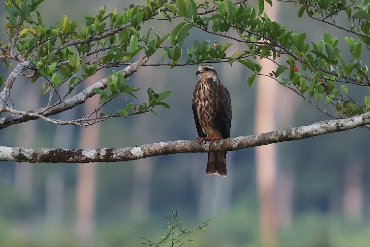 Snail Kite - ML620332725