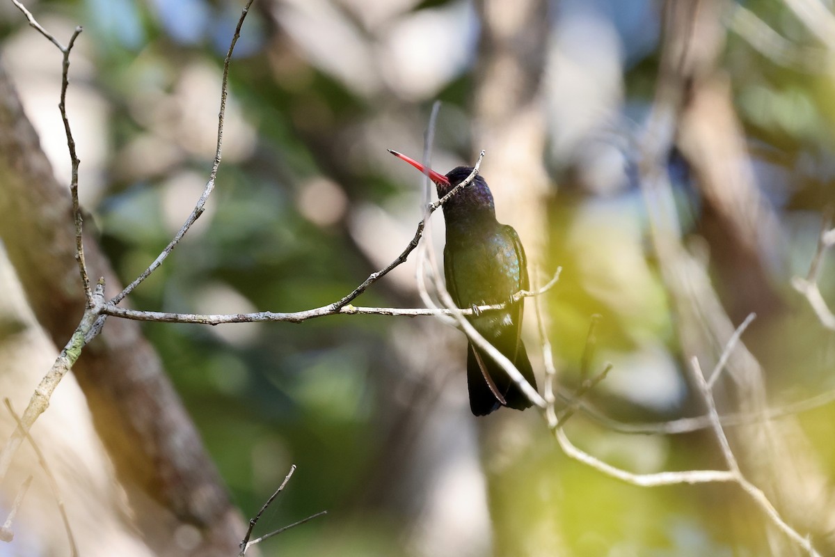 kolibřík bělobradý - ML620332738
