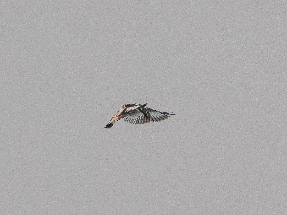 Pied Kingfisher - ML620332742