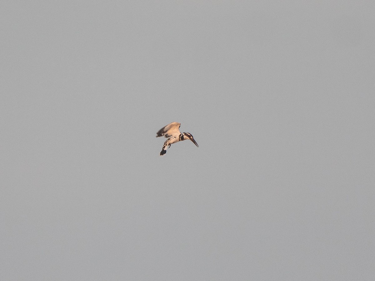 Pied Kingfisher - ML620332743