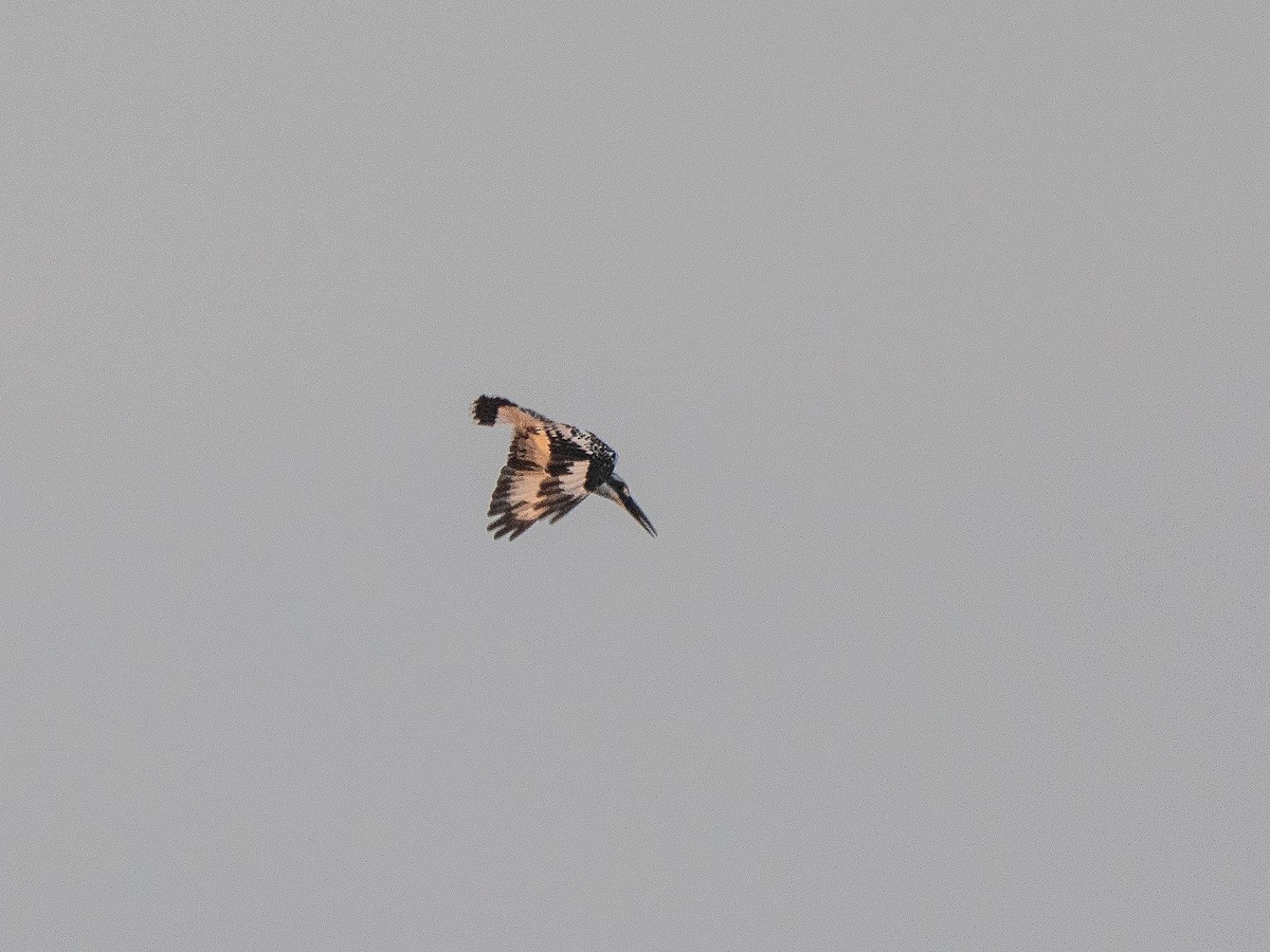 Pied Kingfisher - Anonymous