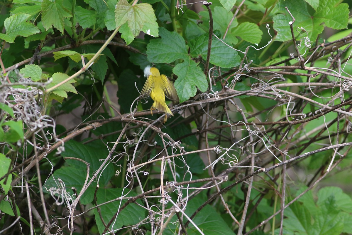 Yellow Warbler - ML620332752