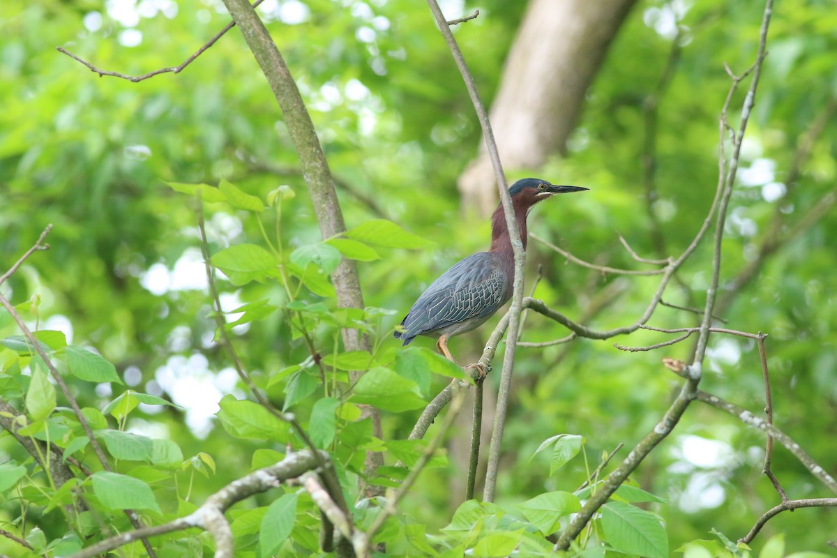 Green Heron - ML620332753