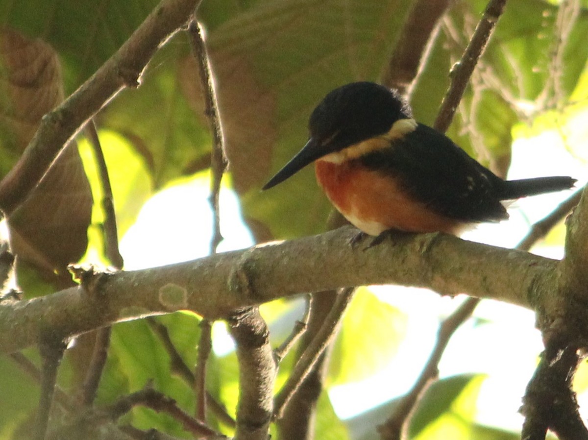 American Pygmy Kingfisher - ML620332754