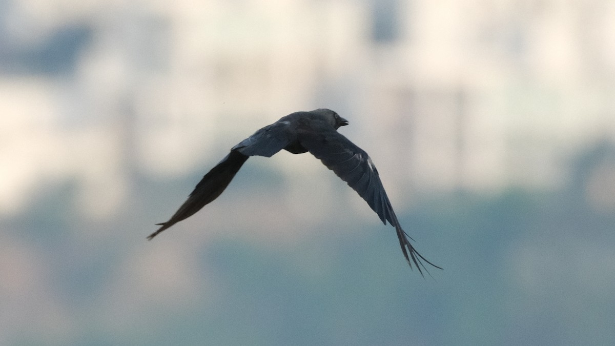 Eurasian Jackdaw - ML620332759