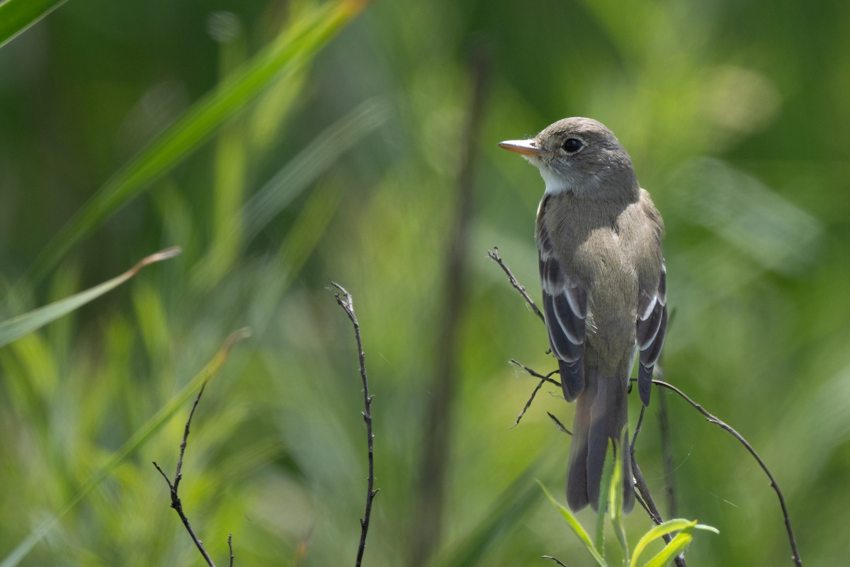 Willow Flycatcher - ML620332788