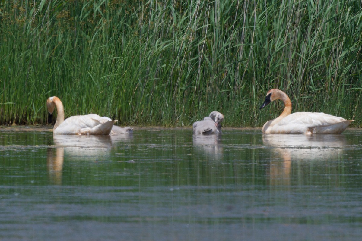 Trumpeter Swan - ML620332803