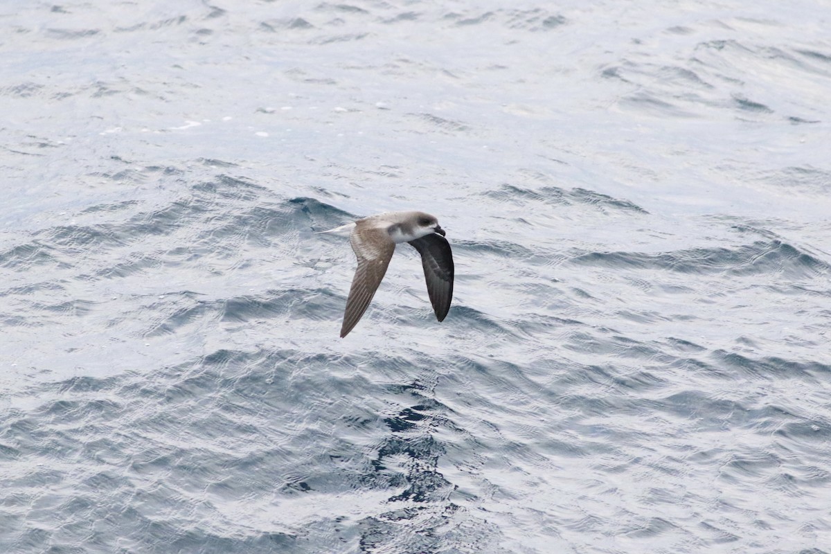 Fea's Petrel - ML620332804